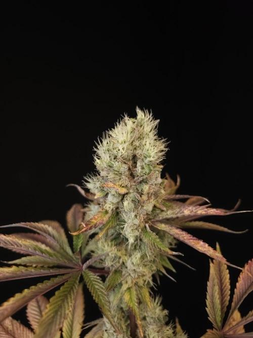 Test 50151 (2). Week 12