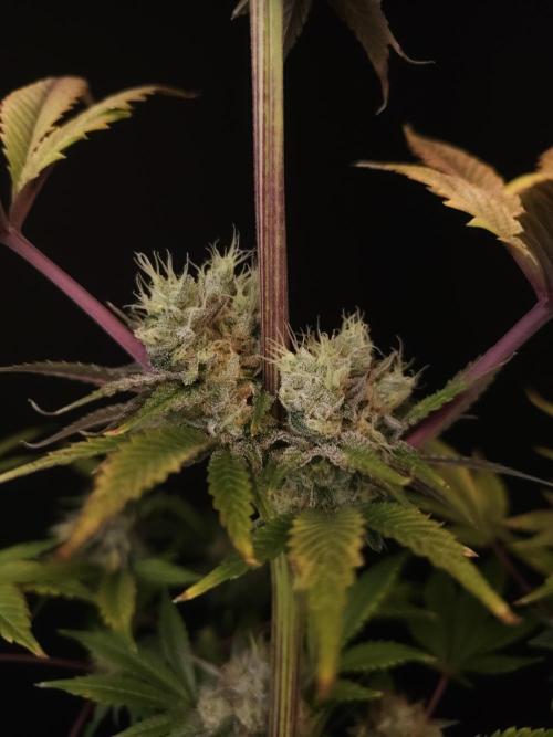 Test 50151 (2). Week 12