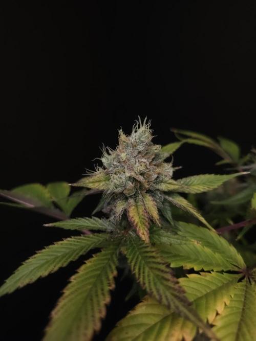 Test 50151 (2). Week 12