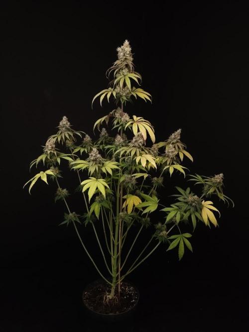 Test 101100  (1). Week 12