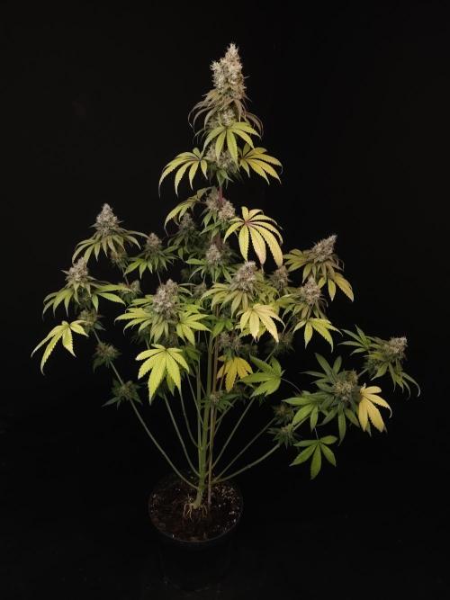 Test 101100  (1). Week 12