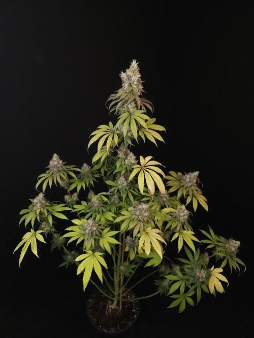 Test 101100  (1). Week 12