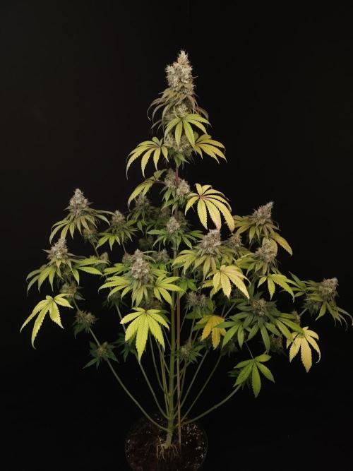 Test 101100  (1). Week 12