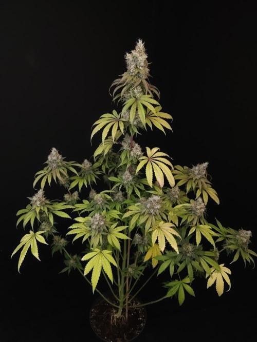 Test 101100  (1). Week 12