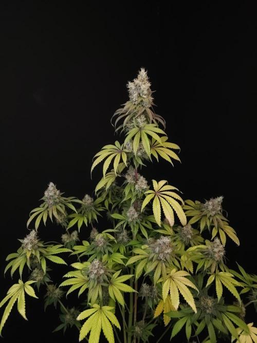 Test 101100  (1). Week 12