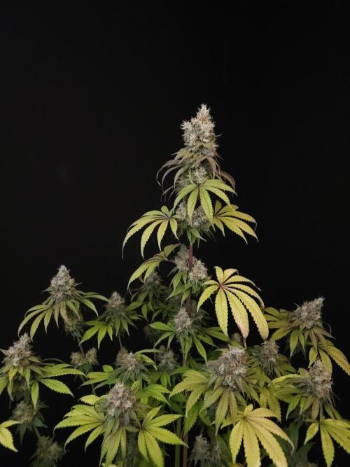 Test 101100  (1). Week 12