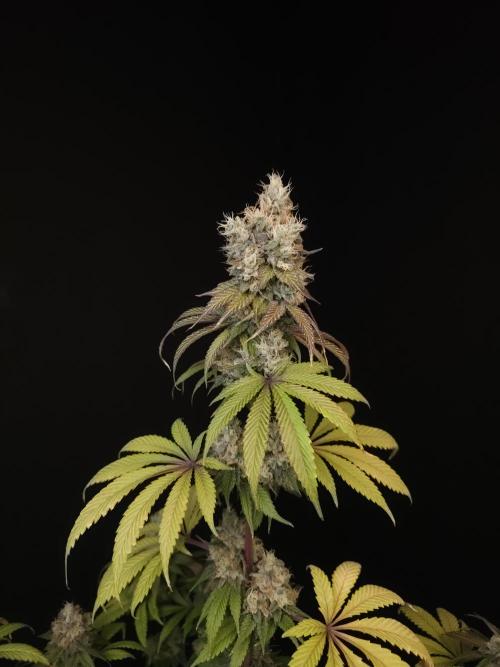 Test 101100  (1). Week 12