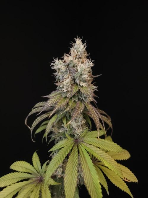 Test 101100  (1). Week 12