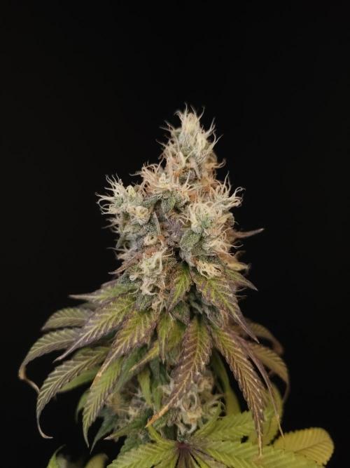 Test 101100  (1). Week 12