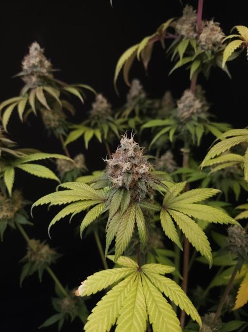 Test 101100  (1). Week 12