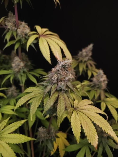 Test 101100  (1). Week 12