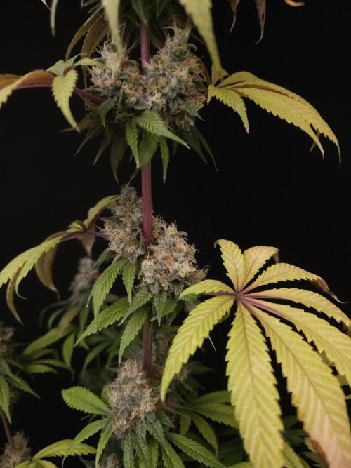 Test 101100  (1). Week 12