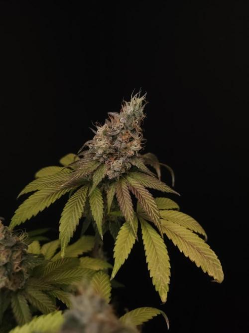 Test 101100  (1). Week 12