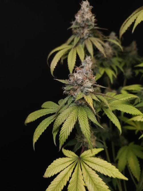 Test 101100  (1). Week 12