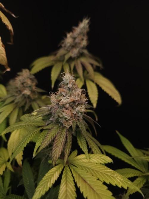 Test 101100  (1). Week 12