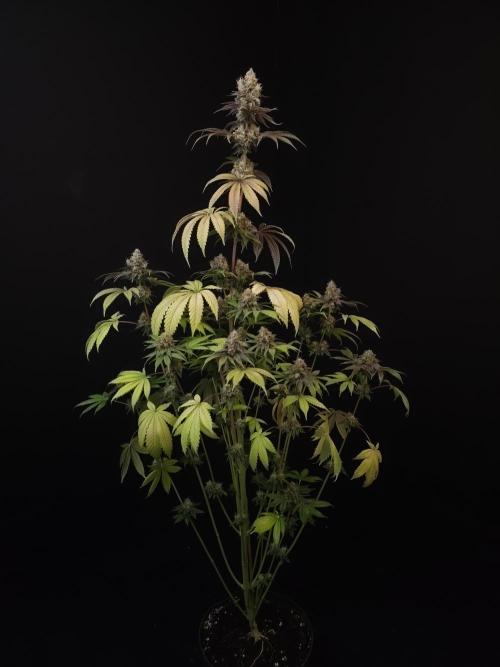 Test 101100  (2). Week 12