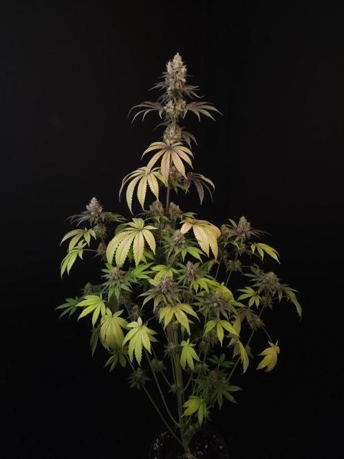 Test 101100  (2). Week 12