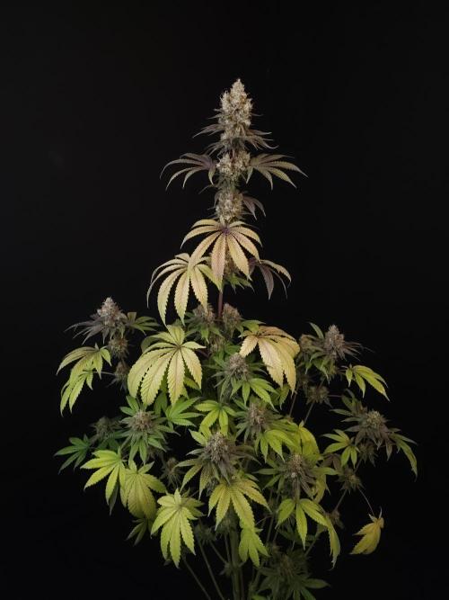 Test 101100  (2). Week 12