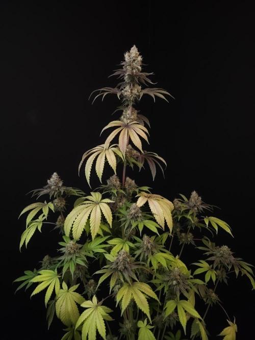 Test 101100  (2). Week 12