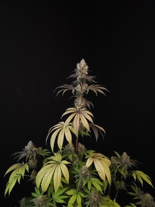 Test 101100  (2). Week 12