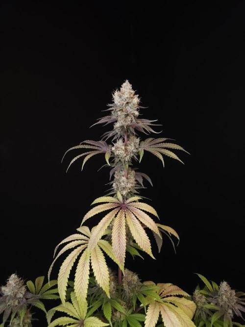 Test 101100  (2). Week 12