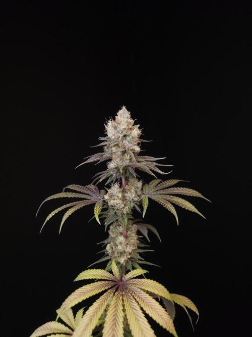 Test 101100  (2). Week 12