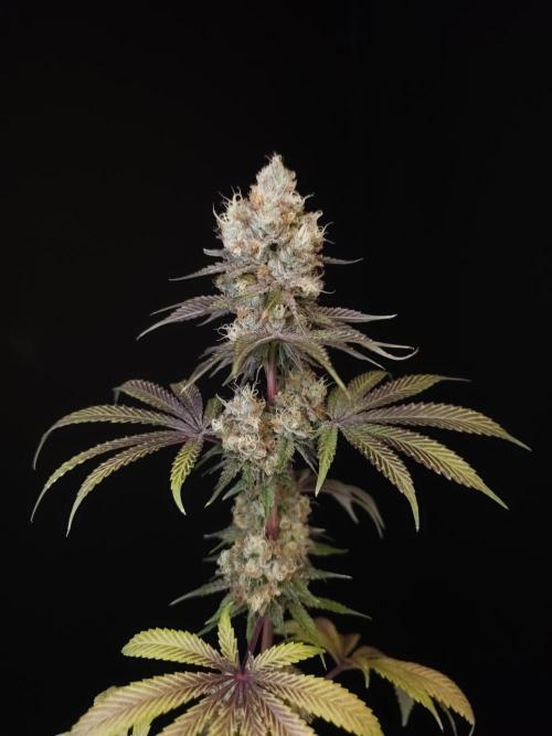 Test 101100  (2). Week 12