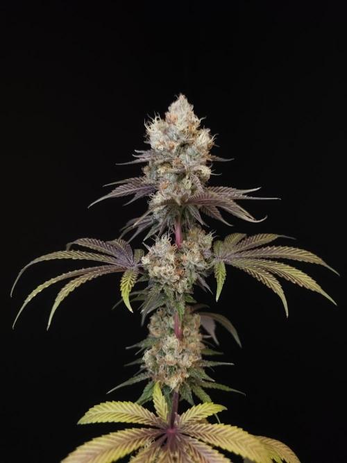 Test 101100  (2). Week 12