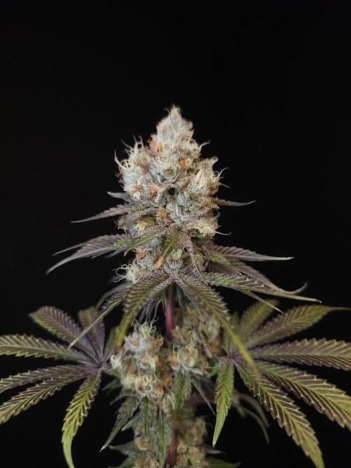 Test 101100  (2). Week 12