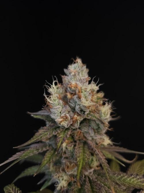 Test 101100  (2). Week 12