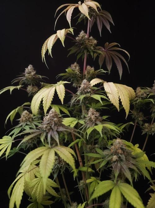 Test 101100  (2). Week 12