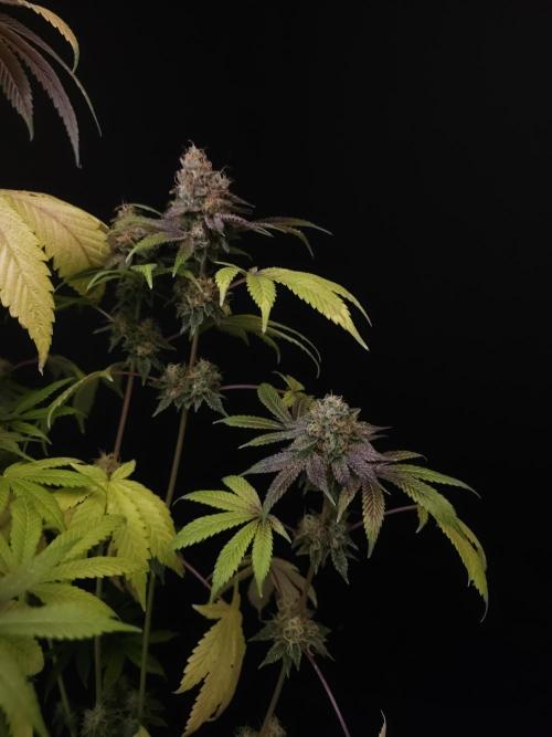 Test 101100  (2). Week 12