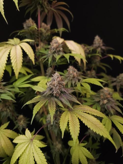 Test 101100  (2). Week 12