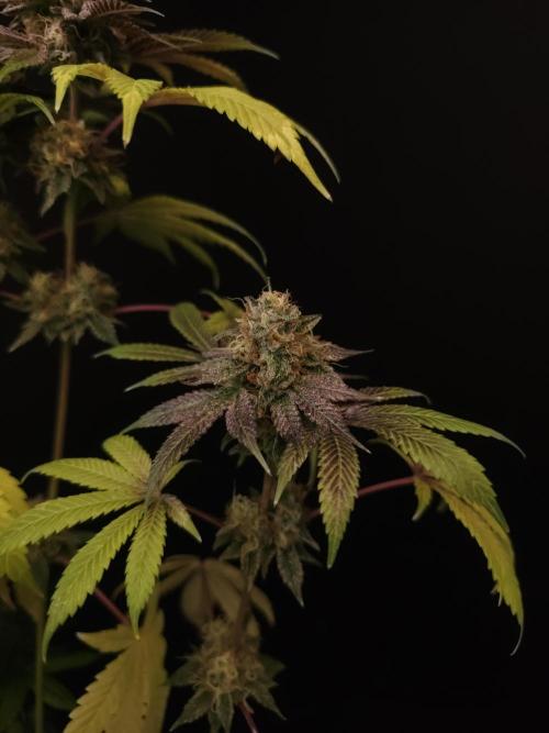 Test 101100  (2). Week 12