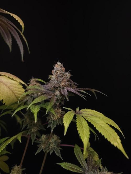 Test 101100  (2). Week 12