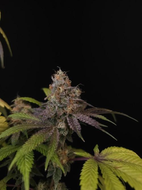 Test 101100  (2). Week 12