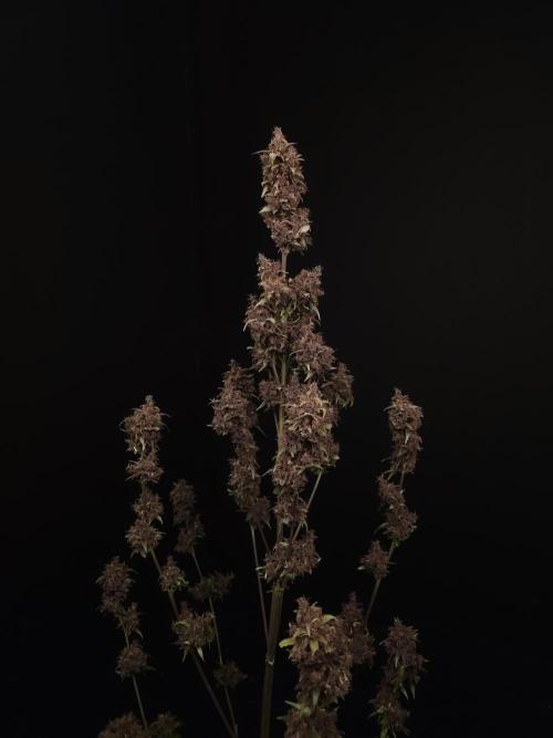 Banana Purple Auto. Week 12