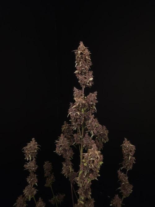 Banana Purple Auto. Week 12