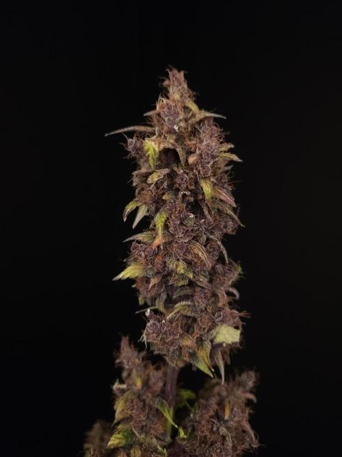 Banana Purple Auto. Week 12