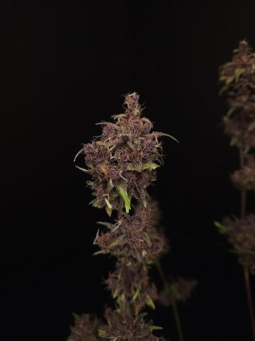 Banana Purple Auto. Week 12