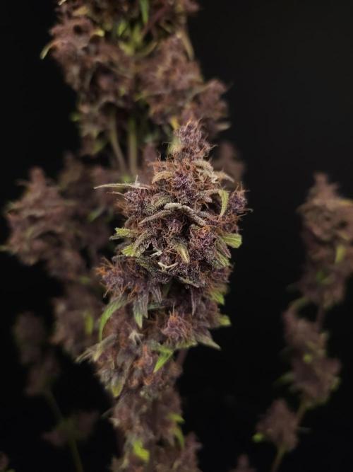 Banana Purple Auto. Week 12