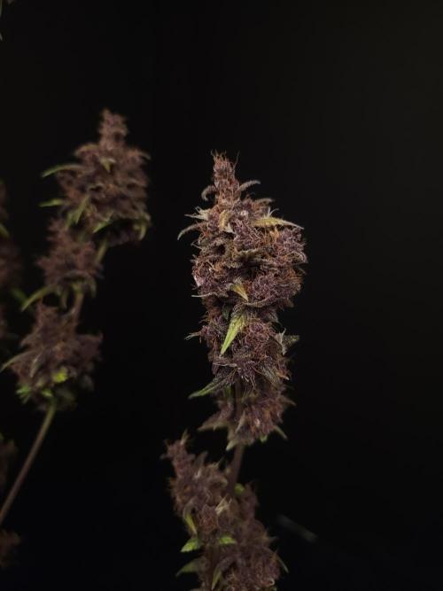 Banana Purple Auto. Week 12