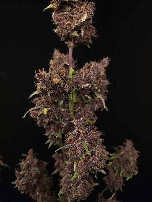 Banana Purple Auto. Week 12