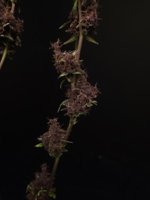 Banana Purple Auto. Week 12