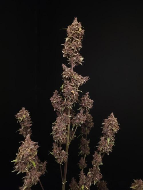 Banana Purple Auto. Week 12