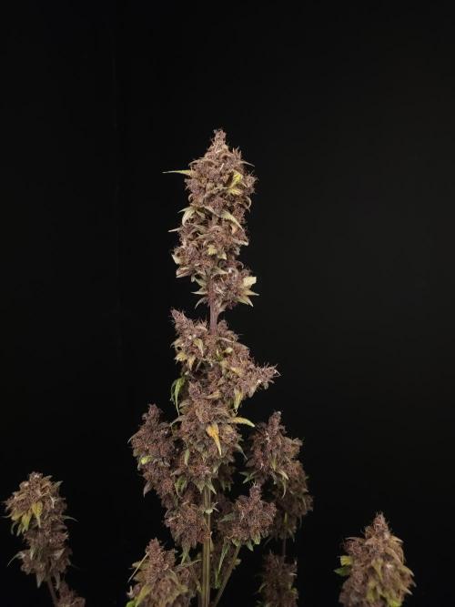 Banana Purple Auto. Week 12