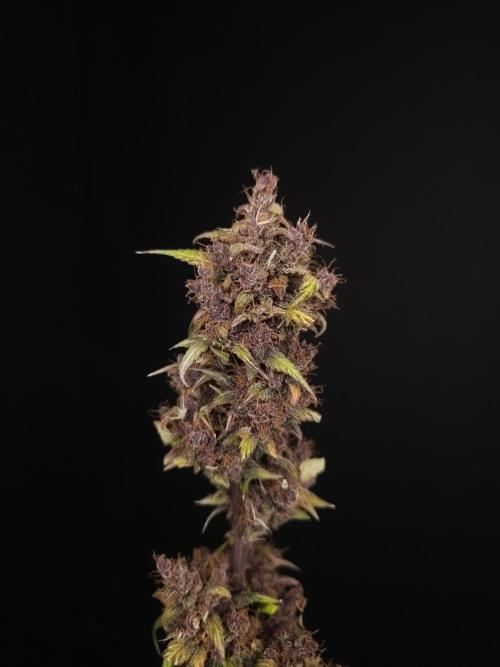 Banana Purple Auto. Week 12