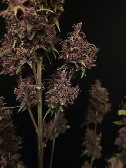 Banana Purple Auto. Week 12