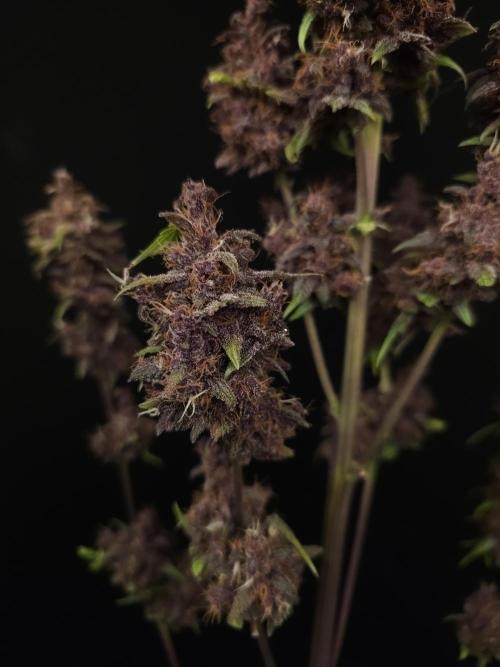 Banana Purple Auto. Week 12