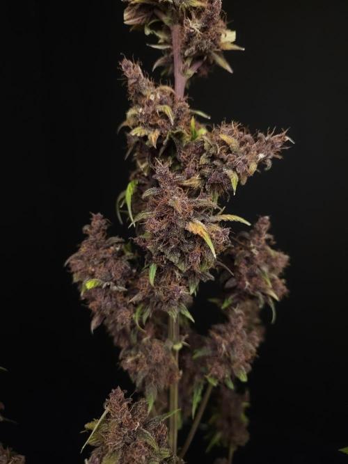 Banana Purple Auto. Week 12